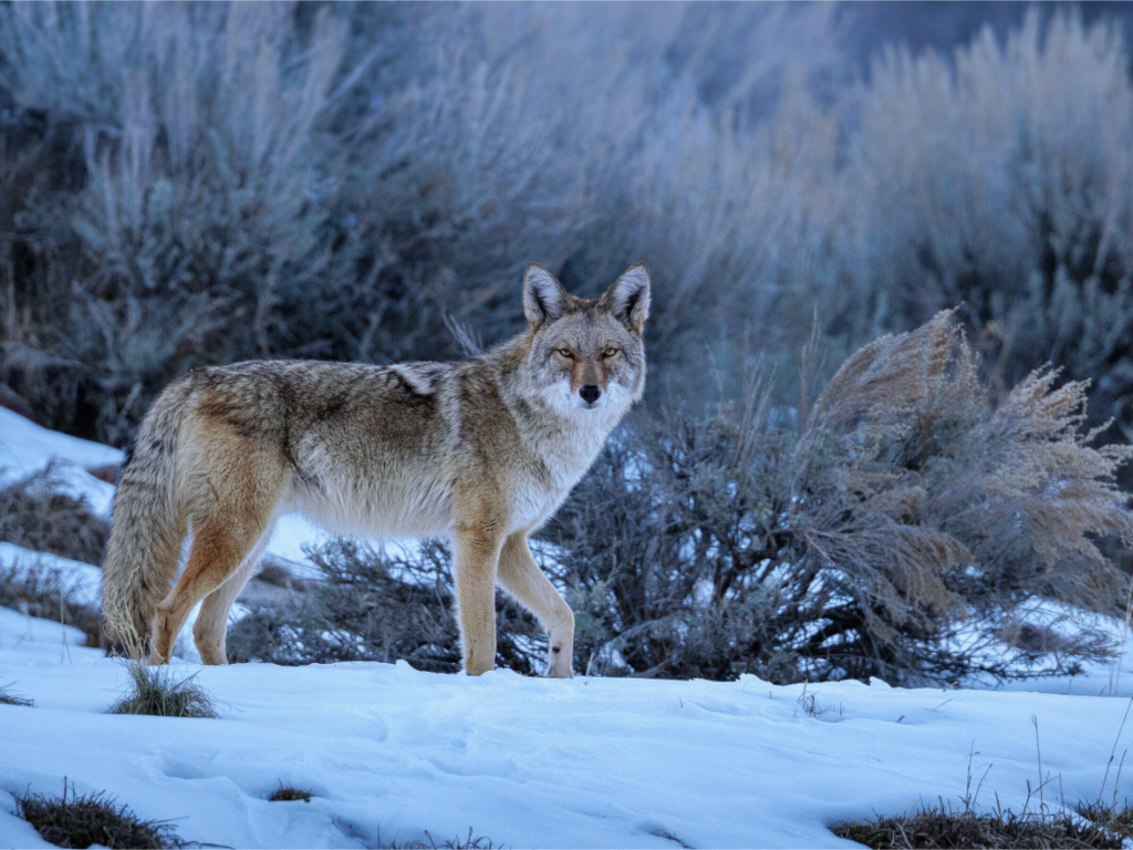 Main image Coyote in the Sage