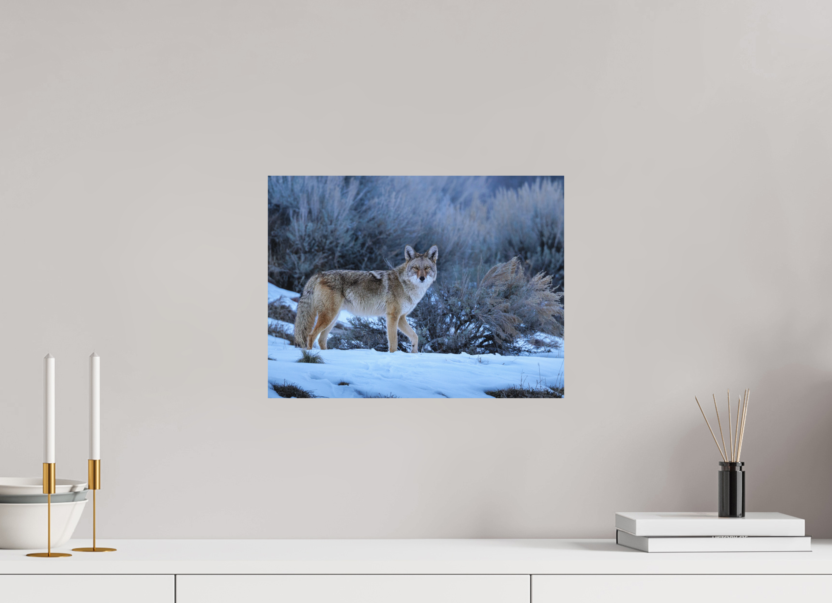 16 x 12″, Matte Print Coyote in the Sage