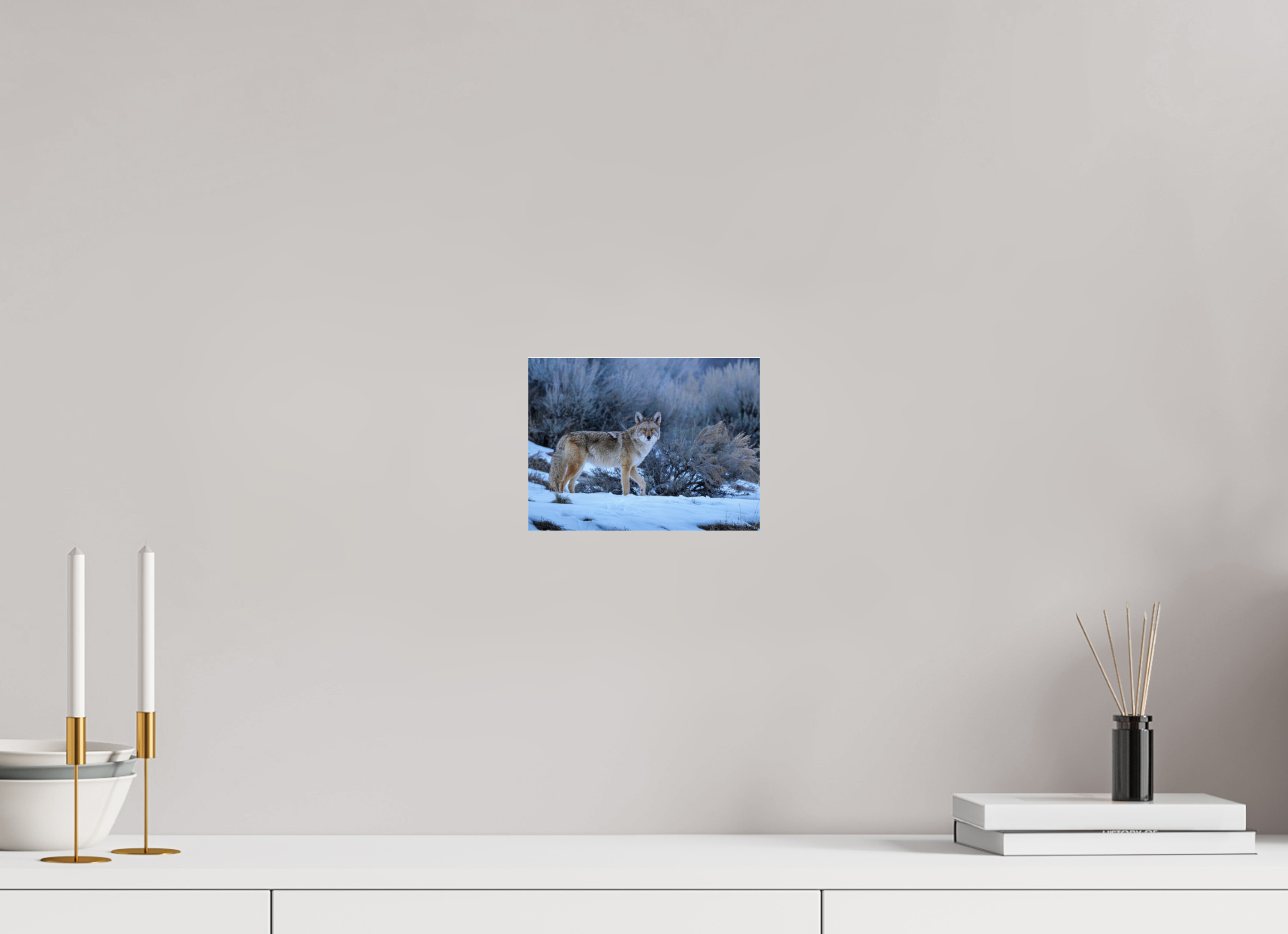 8 x 6″, Photo Print Under Acrylic Glass Coyote in the Sage