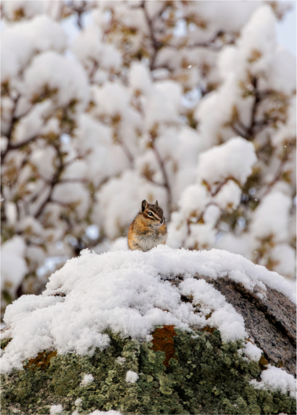 Main image Chipmunk on a Snowy Morning