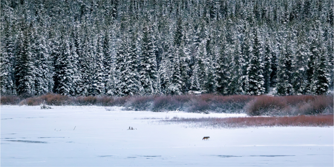 Main image Coyote by the Frozen Lake
