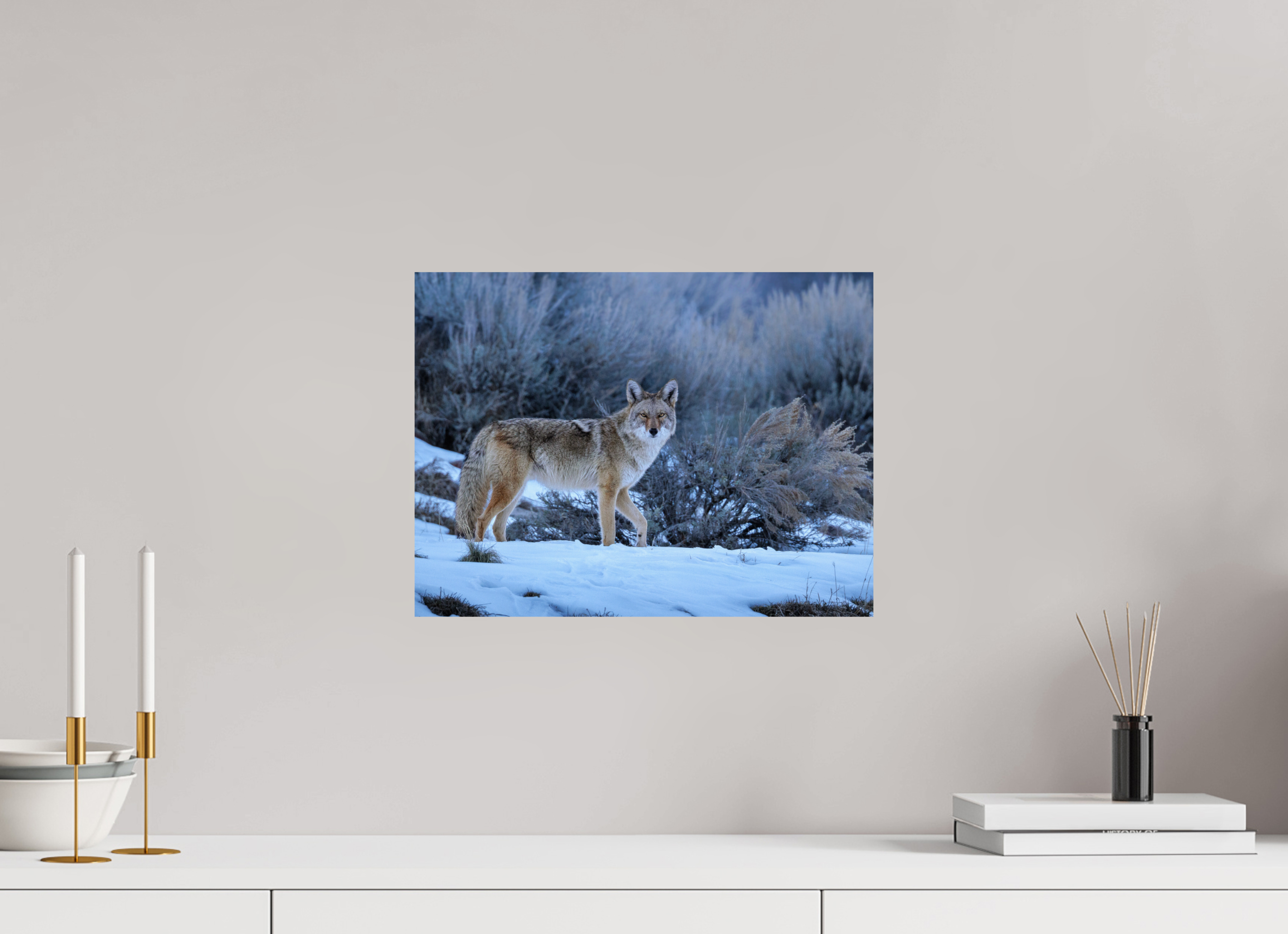 16 x 12″, Basic Glossy Print Coyote in the Sage