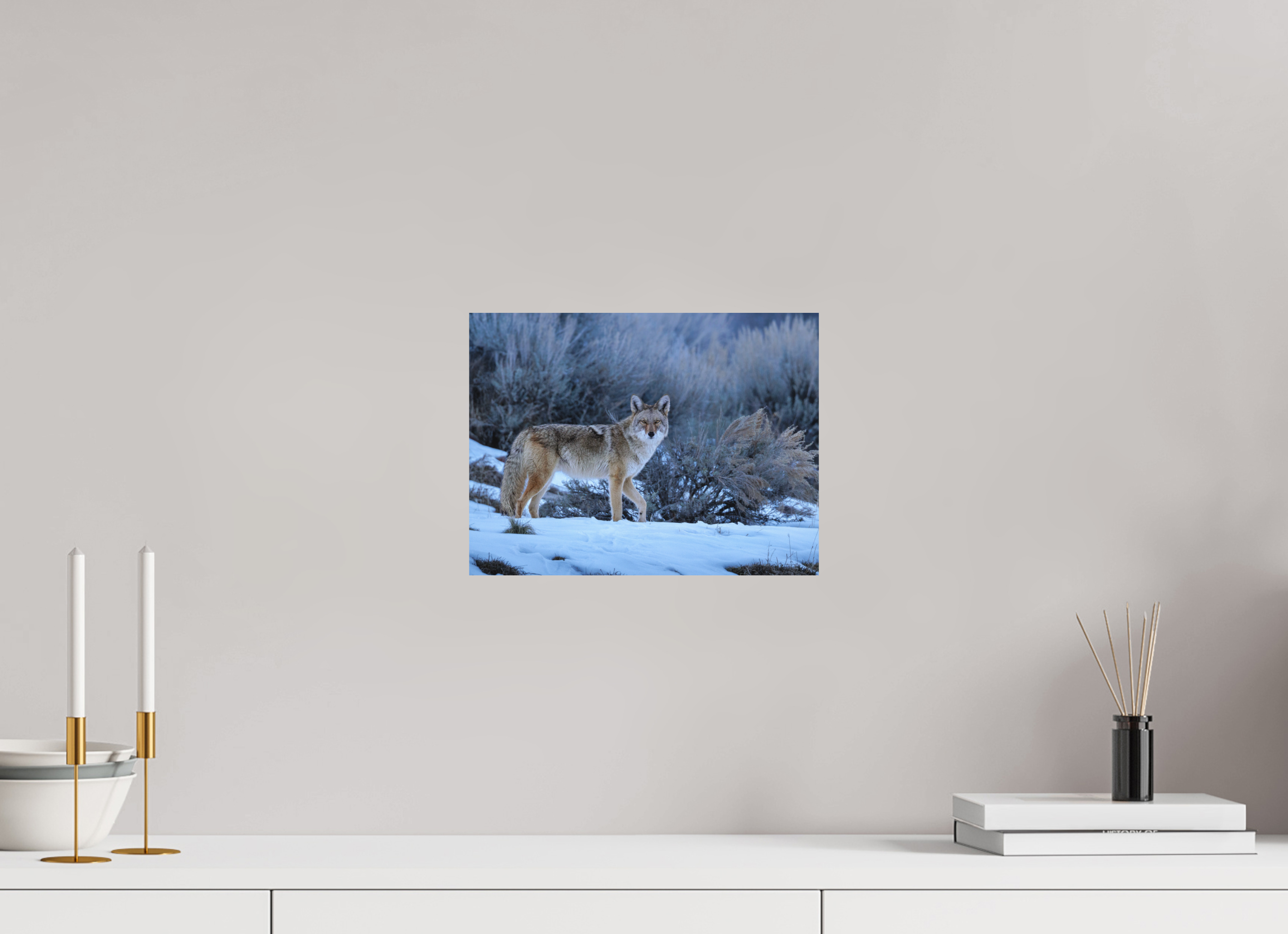 12 x 9″, Aluminum-Backed Matte Print Coyote in the Sage