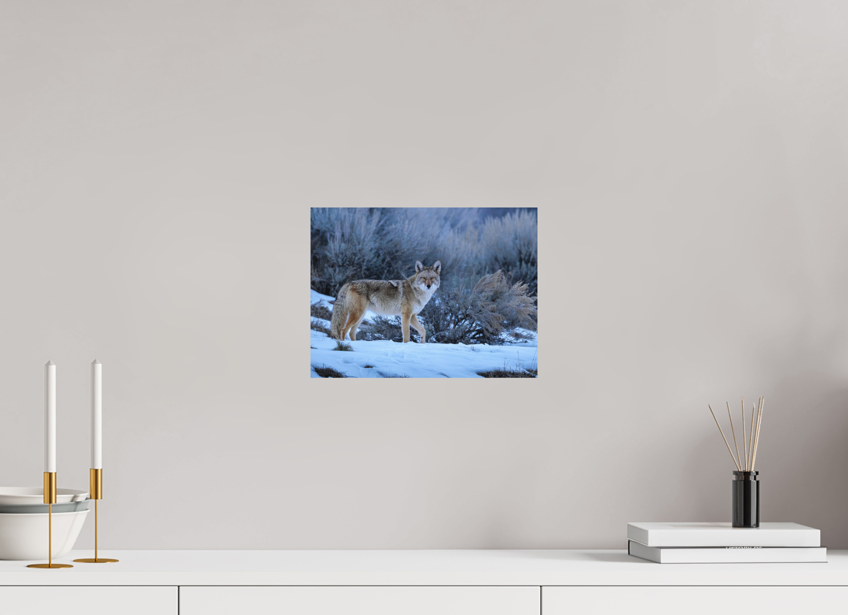 12 x 9″, Matte Print Coyote in the Sage