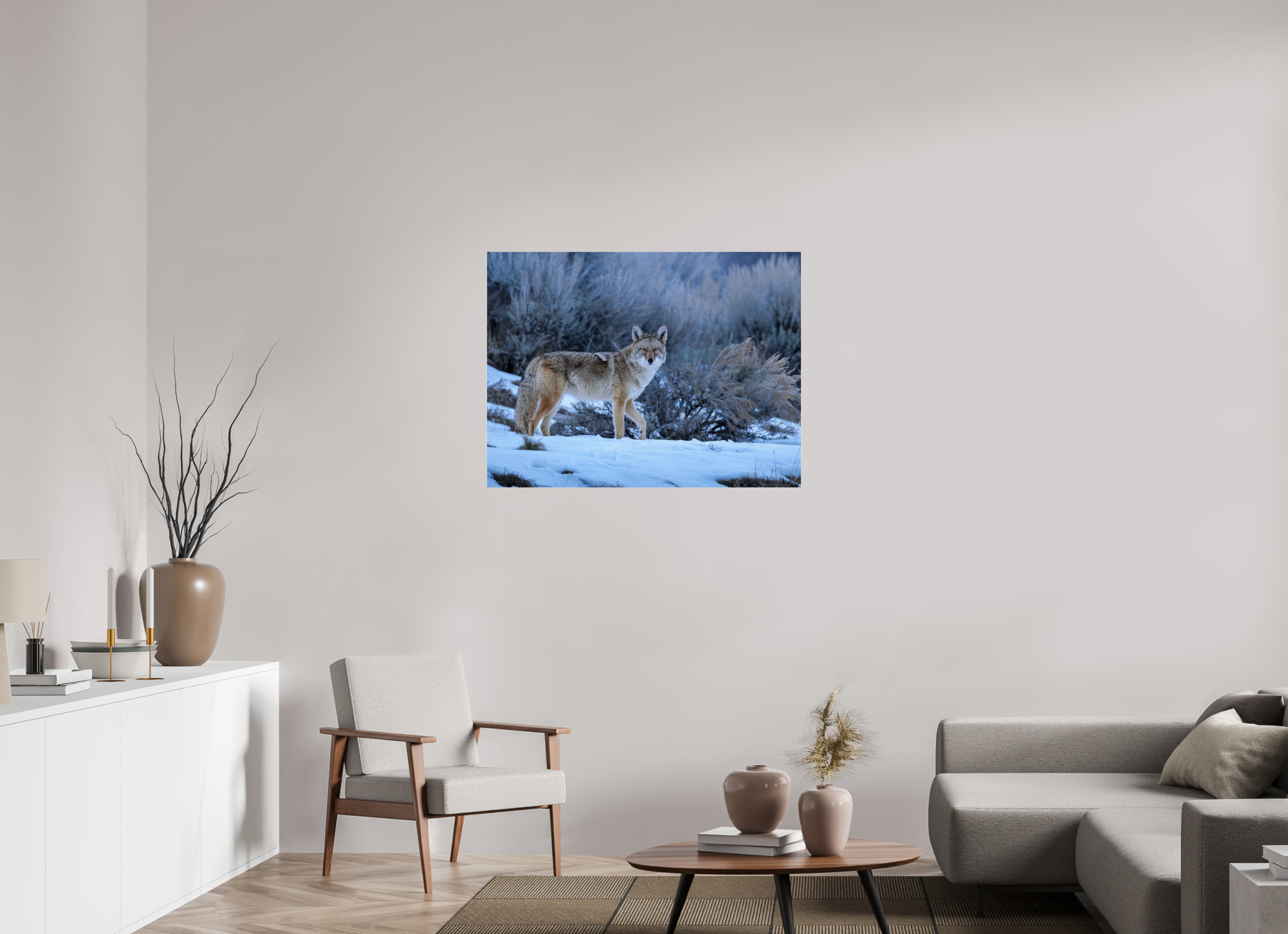 40 x 30″, Photo Print Under Acrylic Glass Coyote in the Sage