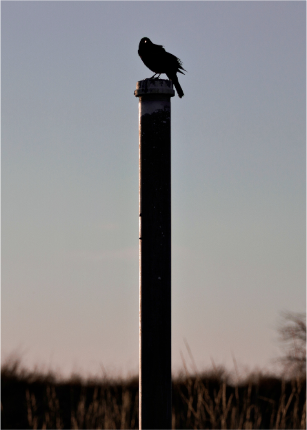 Main image Stare of a Blackbird