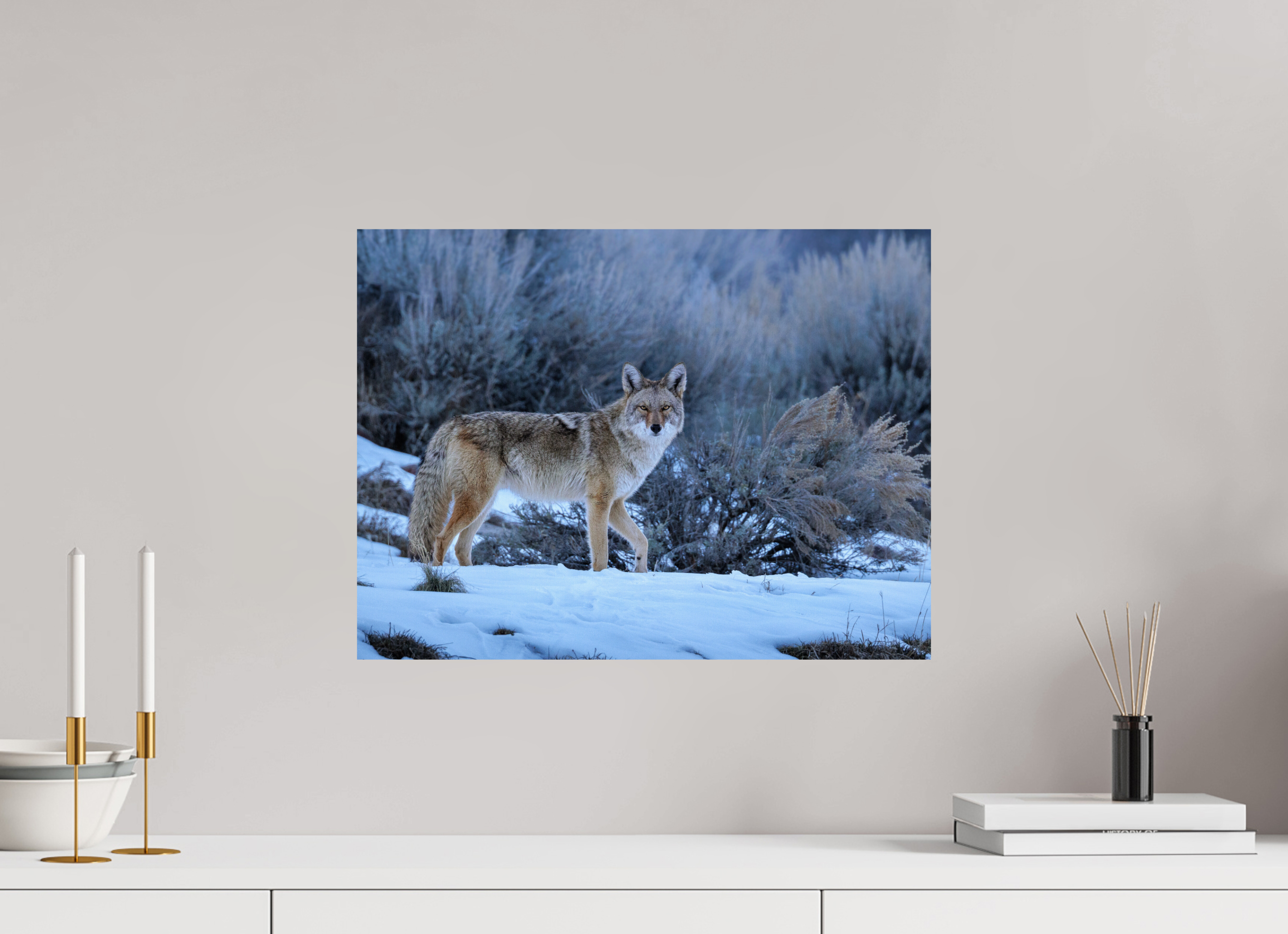 20 x 15″, Ultra Glossy Print Coyote in the Sage