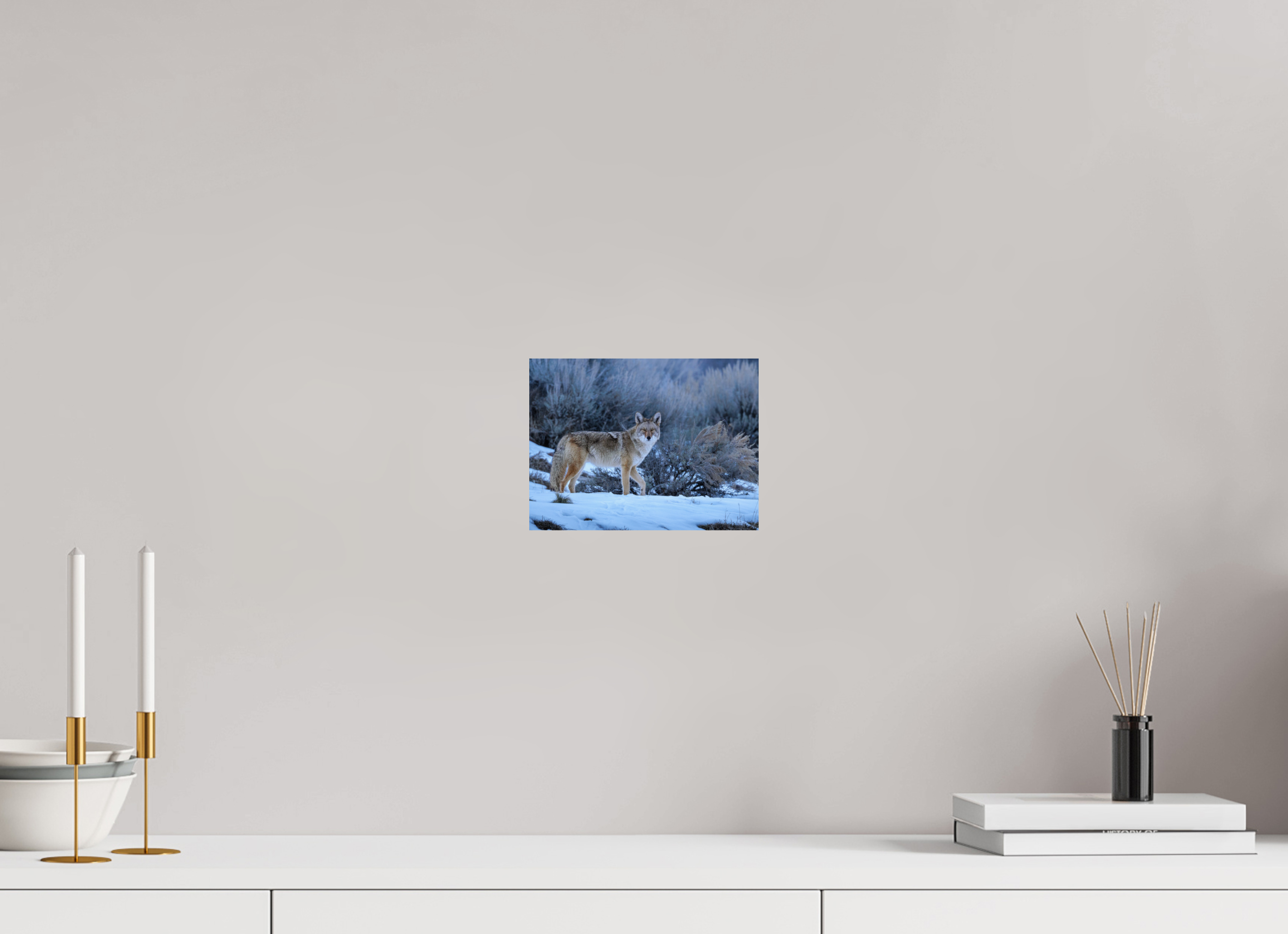 8 x 6″, Basic Glossy Print Coyote in the Sage