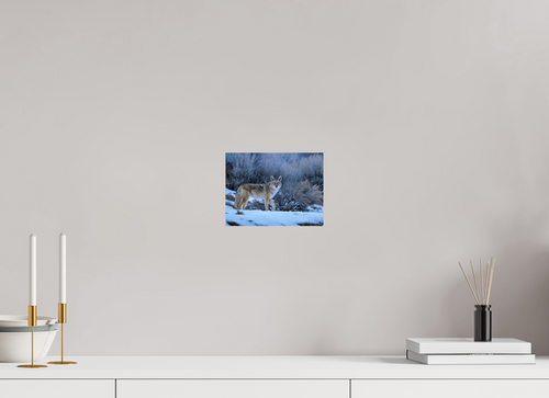 8 x 6″, Basic Glossy Print Coyote in the Sage