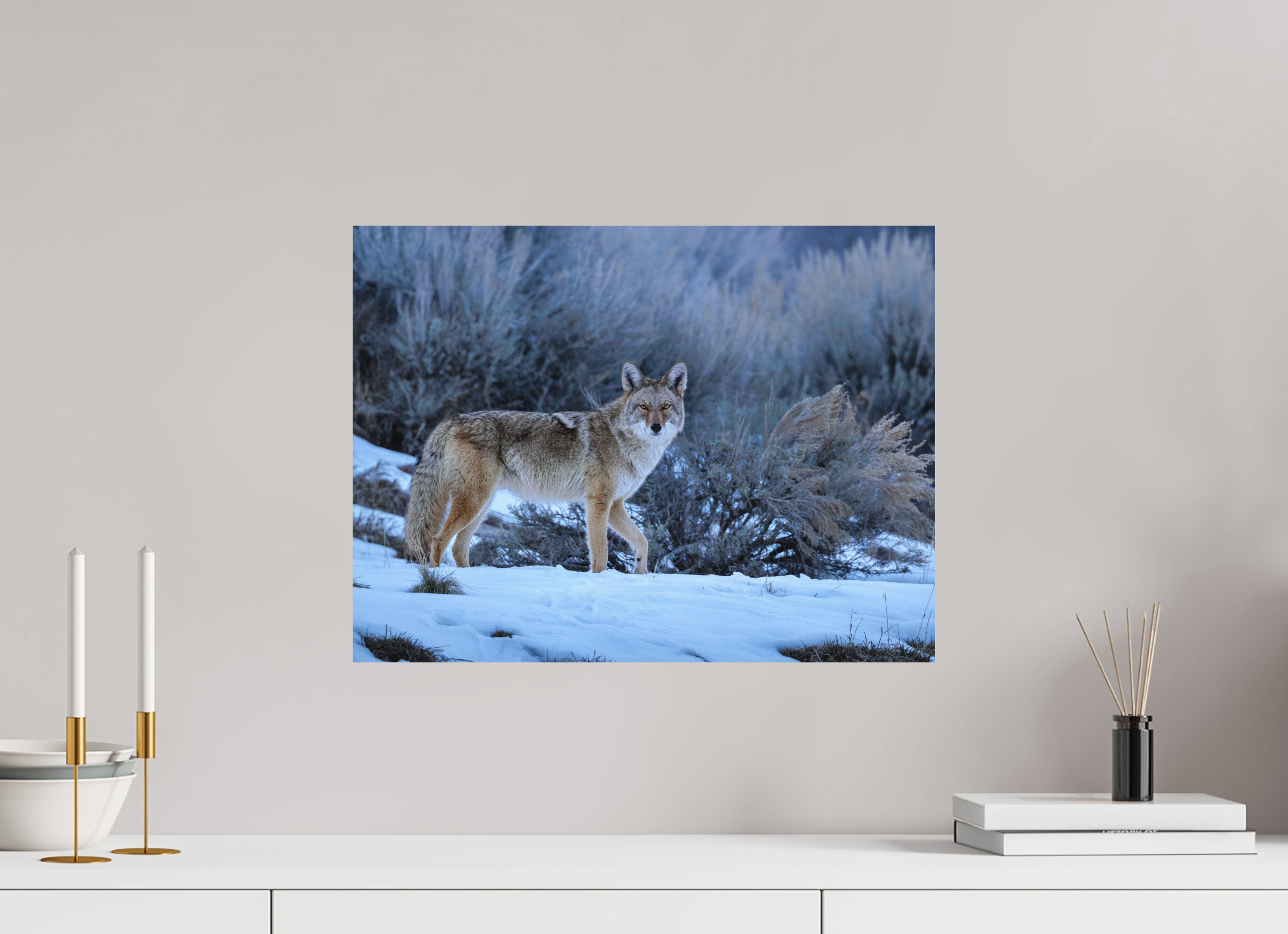 20 x 15″, Aluminum-Backed Matte Print Coyote in the Sage